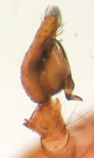 Datei:Brigittea vicina m palp prolateral.jpg