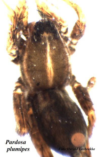 Pardosa plumipes male do HLovbrekke.jpg