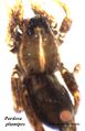 Pardosa plumipes male do HLovbrekke.jpg