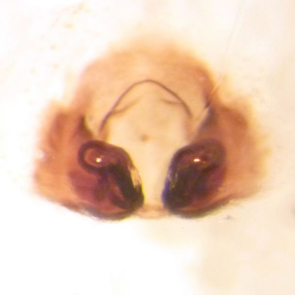 Datei:Philodromus marmoratus vulva CDeltshev.jpg