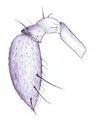 weiblicher Pedipalpus