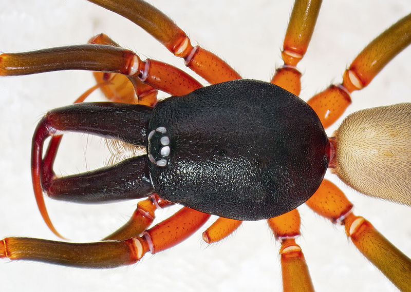 Datei:Dysdera-longirostris Bulgarien-Sofia 16-10 04-prosoma.jpg