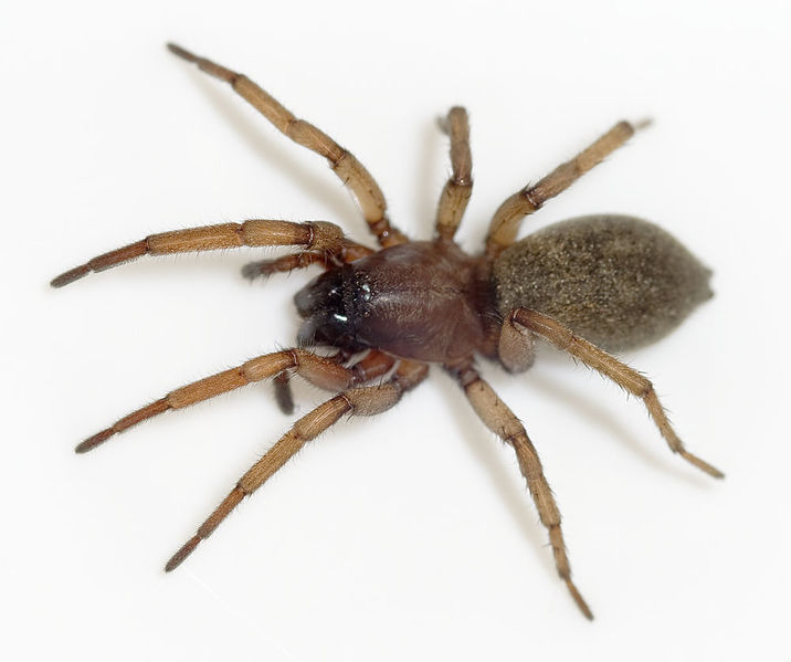 Datei:Haplodrassus-severus Portugal-Steppe 12-04 02.jpg
