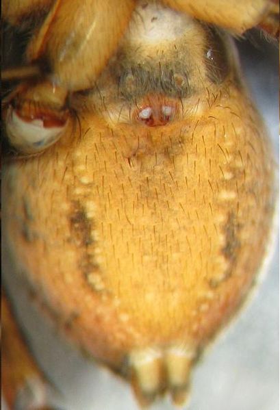 Datei:IMG 1676 Forum.JPG