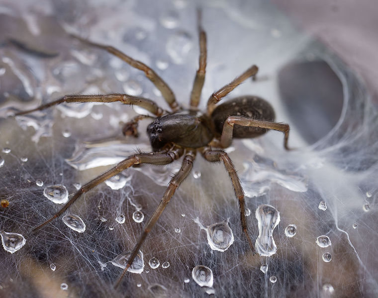 Datei:Inermocoelotes-falciger Bulgarien-Vladaya 16-11 01-male.jpg