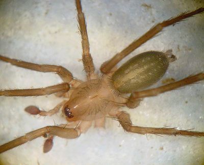 Liocranoeca striata m 1024.jpg