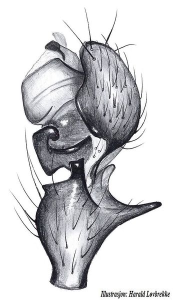 Datei:Lophomma punctatum palp HLovbrekke.jpg