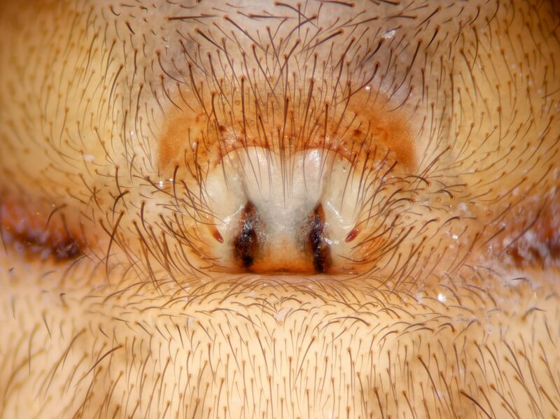 Datei:Pireneitega garibaldii epigyne Gargano 2025.jpg