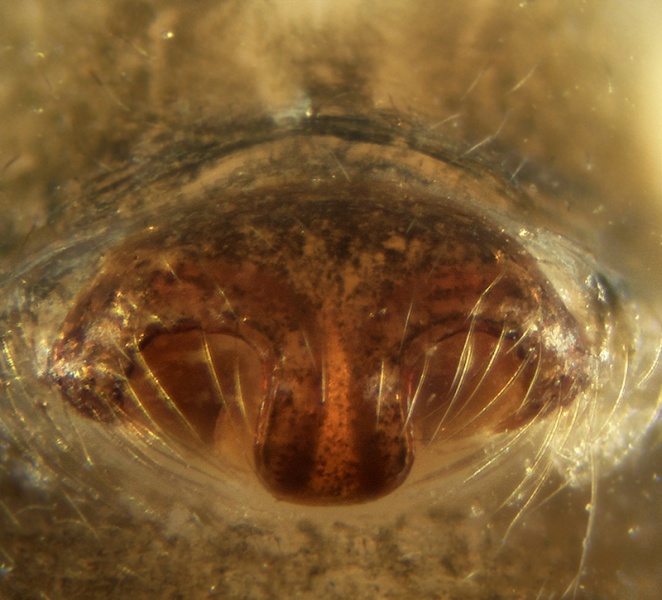 Datei:Tapinopa disjugata Epigyne 20171013101028-1f451b31.jpg