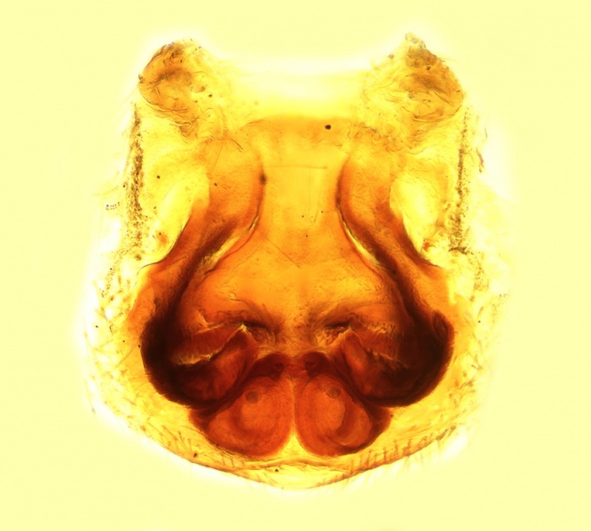 Datei:Haplodrassus omissus Vulva 20180802183643-d17b2ad7-me.jpg