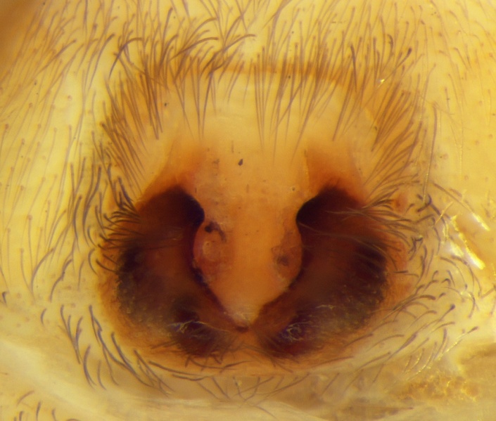 Datei:Haplodrassus securifer Epigyne 20180808082653-f76f29ce-me.jpg