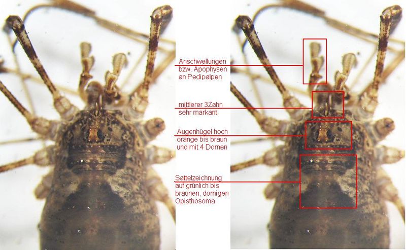 Datei:Lacinius denitiger bestimmen 1.JPG