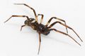 Steatoda albumaculata seitl Wien EDerschmidt.jpg