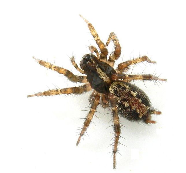 Datei:Textrix denticulata IMG 4173 (14).jpg