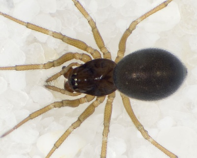 Erigone-dentipalpis Ettersberg 09-03 01.jpg