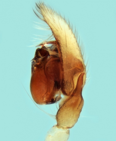 Datei:Leptodrassex simoni male 20170921120616-69bdd5c4-me.jpg