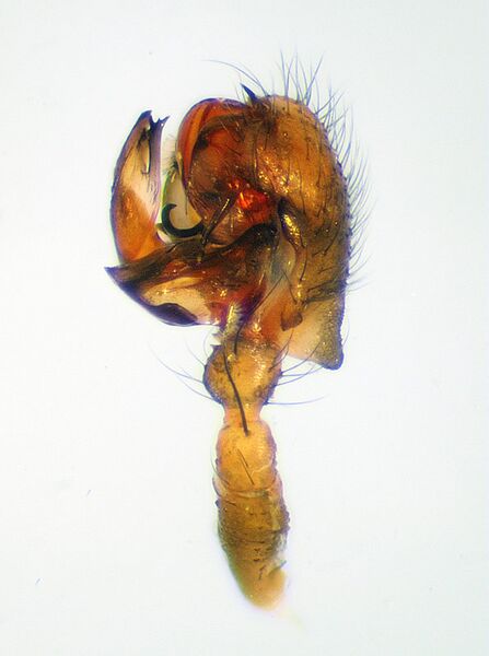 Datei:Leptyphantes leprosus 1.jpg