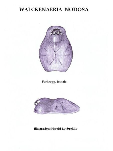 Datei:W. nodosa Prosoma female HLovbrekke.JPG