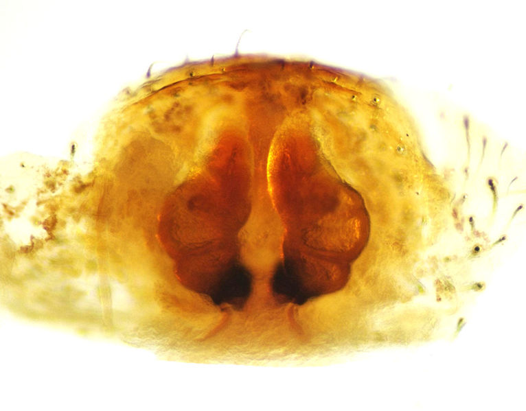 Datei:Xysticus desidiosus female A6398 PP1959.jpg