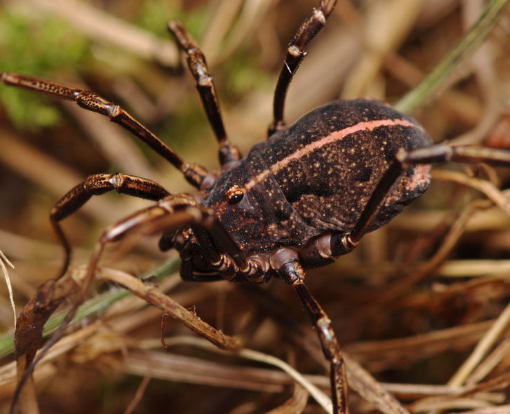Datei:Zacheus crista female A5830 PK4223.JPG