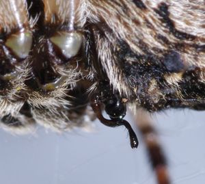 Araneus angulatus female PF0844.JPG