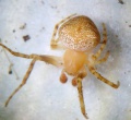 Araneus sturmi triguttatus 2 1024.jpg