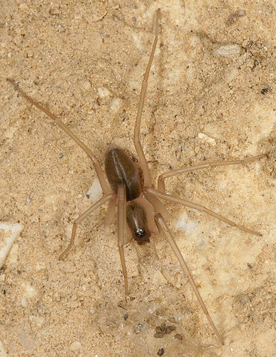 Cithaeron praedonius.jpg