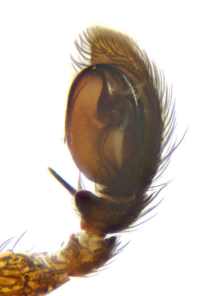 Datei:Cyrba algerina male A5631 PM3525.jpg