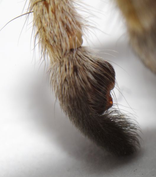 Datei:Geolycosa vultuosa male PF1081.JPG