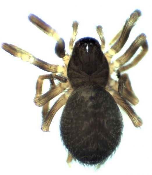 Datei:Hahnia ononidum do female HLovbrekke.jpg