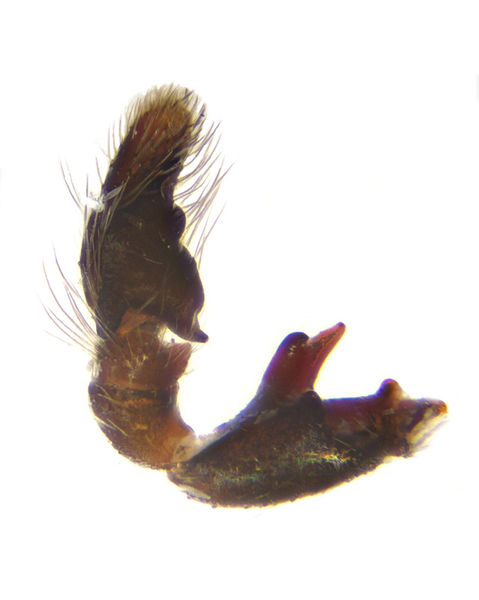 Datei:Heliophanus melinus male A5763 PM4221.jpg