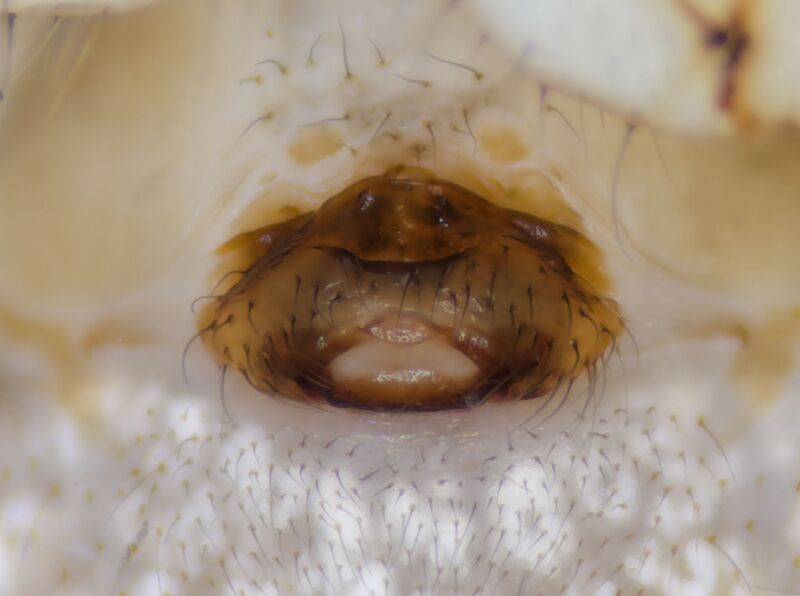 Datei:Mimetus laevigatus epigyne Pula 2024.jpg