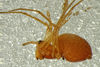 Nematogmus sanguinolentus Fam. Linyphiidae