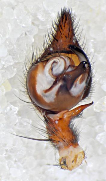 Datei:Pisaura mirabilis pedipalpus left ventra-800.jpg