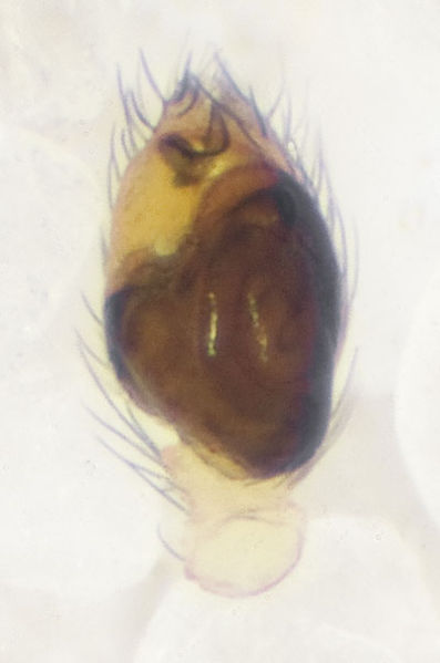 Datei:Talavera-aequipes Teichel 09-05 01-Ped.jpg