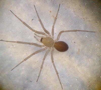 Tallusia experta 3 1024.jpg