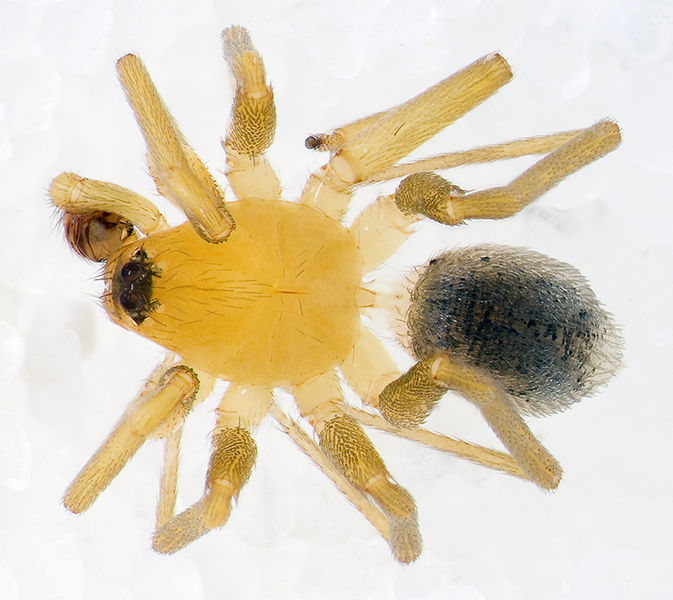 Datei:Zodarion-pusio Sardinien-IsolaCaprera 13-04 01-male.jpg