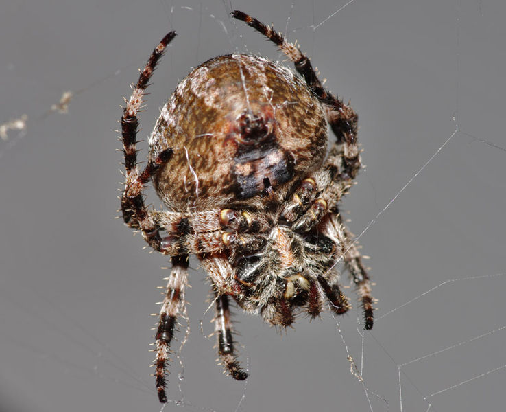 Datei:Araneus circe female A5927 PK6227.JPG