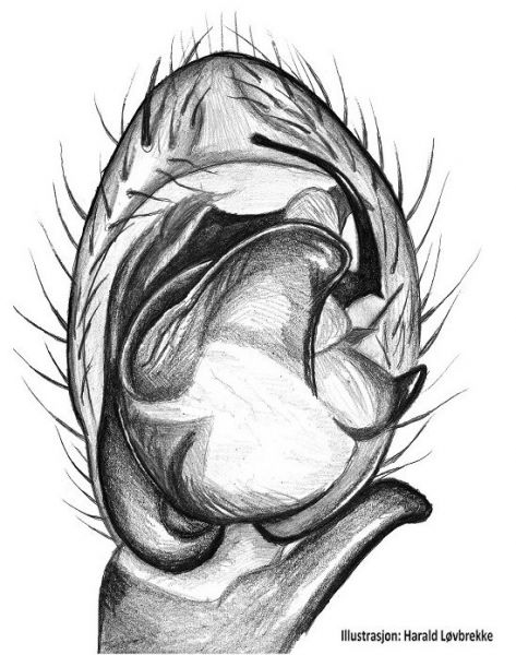 Datei:Drassyllus pumilus palp HLovbrekke.jpg