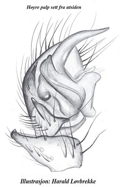 Datei:Hilaira herniosa palp HLovbrekke.jpg