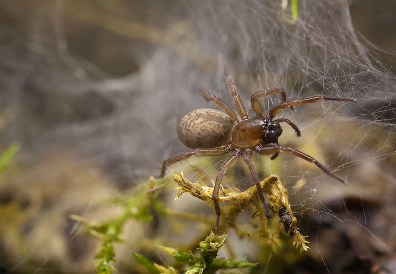Datei:Inermocoelotes-jurinitschi Sofia 16-09 04-female.jpg