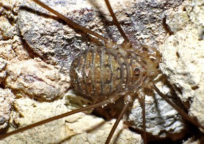 Leiobunum granulosum, female, Schoenhofer.jpg