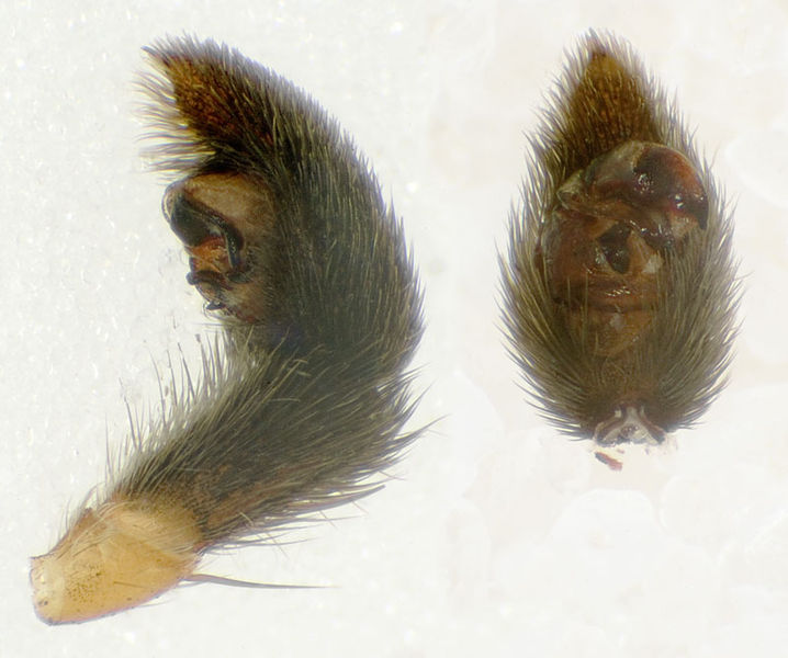 Datei:Pardosa-tatarica GR-Kipoi 10-05 10.jpg