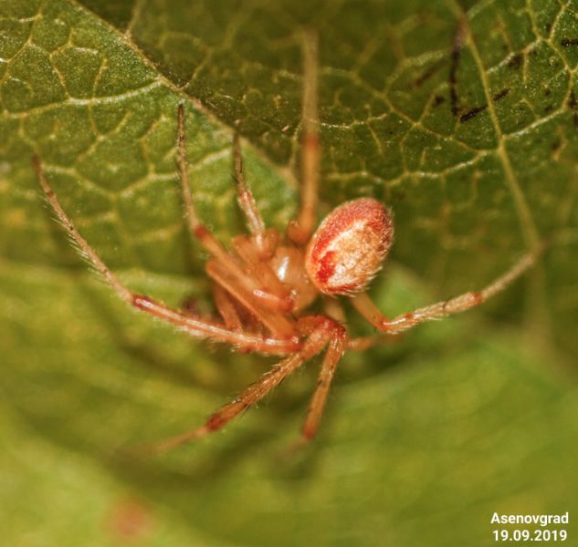 Datei:Zygiella keyserlingi habitus m 1.jpg