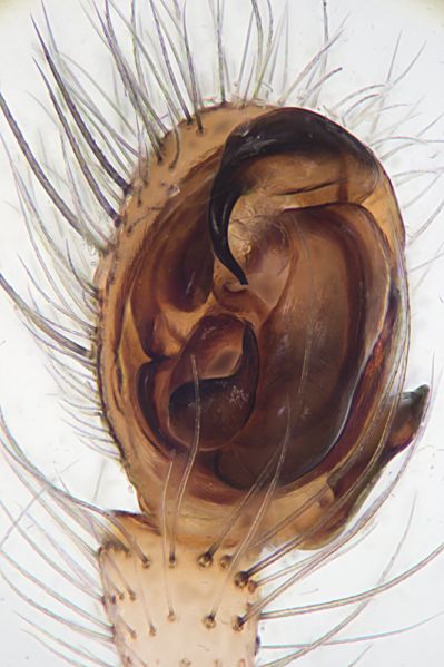 Datei:2020-10-07 17-26-24 (B,Radius8,Smoothing4)-Bearbeitet.jpg