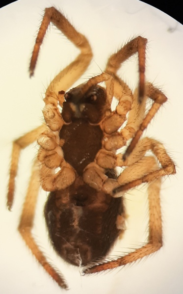 Datei:Enoplognatha quadripunctata f ventral.jpg