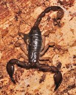 Euscorpius Euscorpius tergestinus cf NH3251.jpg