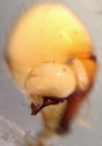 Datei:HolocnemusHispanicusBulbusApophysis.jpg