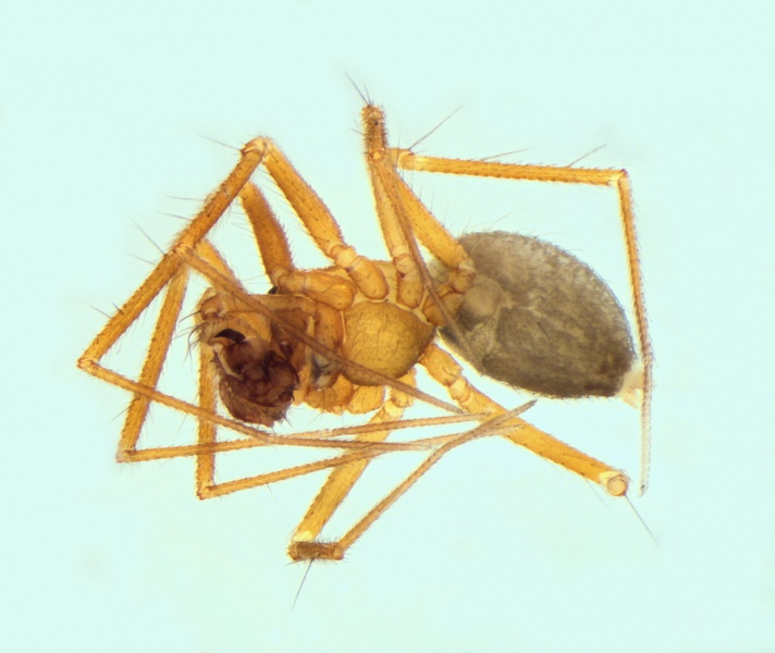 Datei:Palliduphantes sanctivincenti male 20140419131616-082ed881-me.jpg
