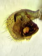 Tibialapophyse des linken Pedipalpus
